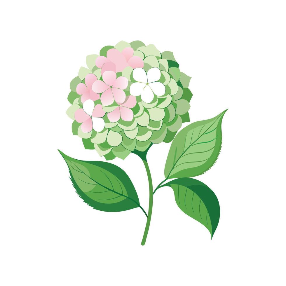 Creative Limelight Hydrangea Artwork vector