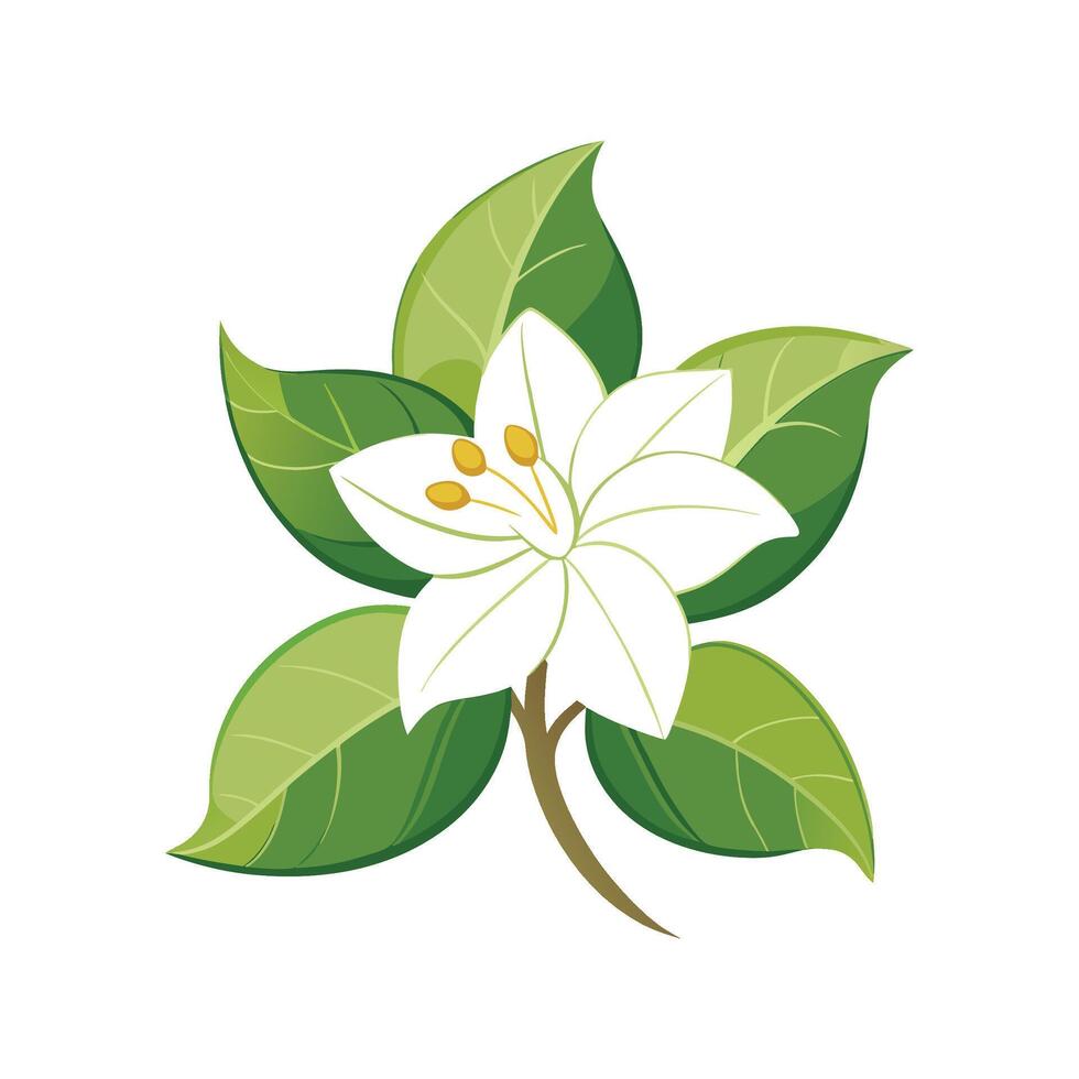Stylish Madagascar Jasmine Plant vector