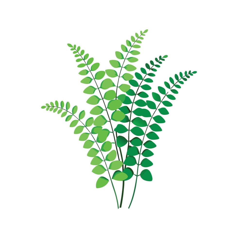 Stylish Maidenhair Fern Artwork vector