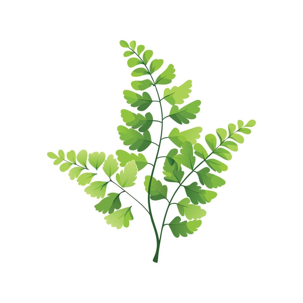 Maidenhair Fern Unique Artwork vector