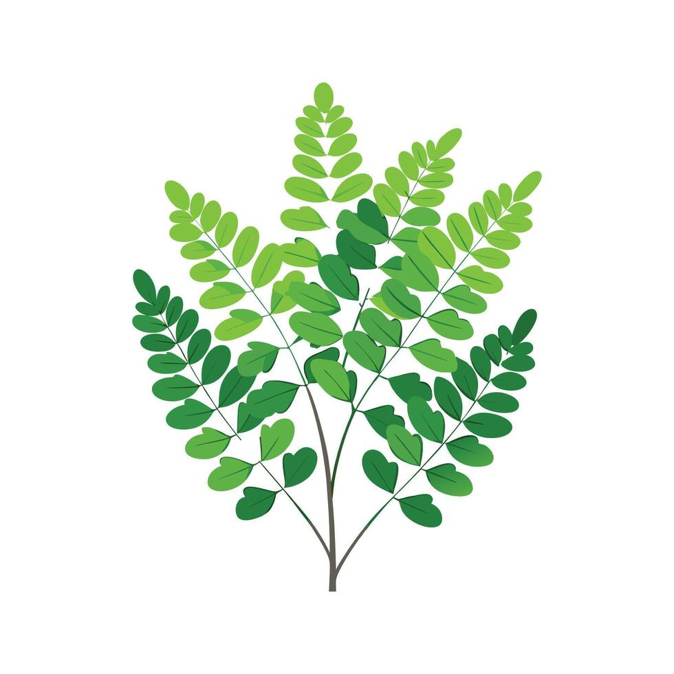 Elegant Adiantum Fern Artwork vector