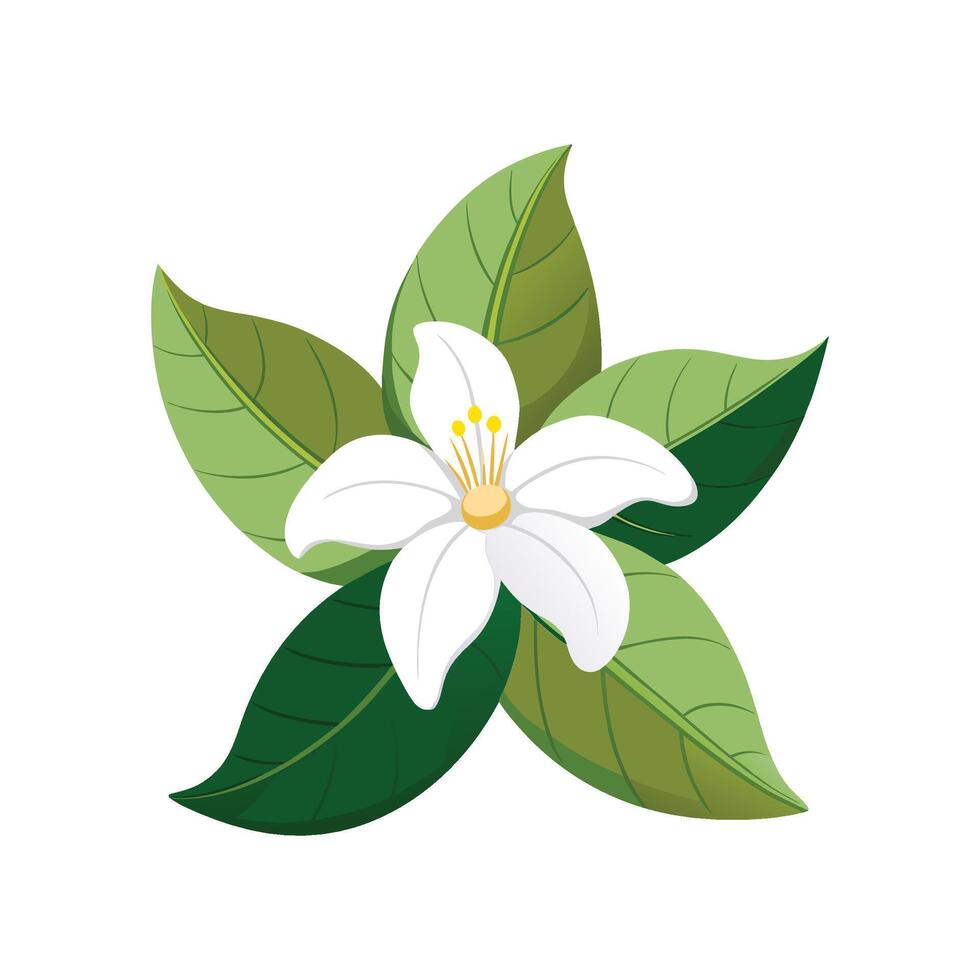 Madagascar Jasmine Flower Artwork vector