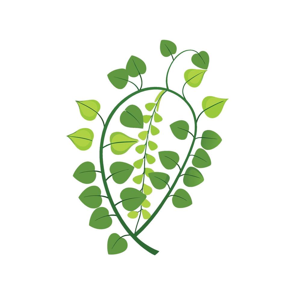 Elegant Maidenhair Vine Plant vector