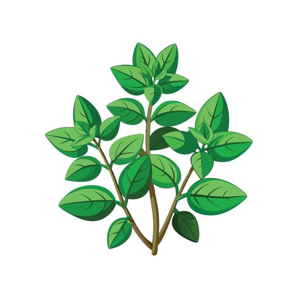 Marjoram Plant Artistic Design vector