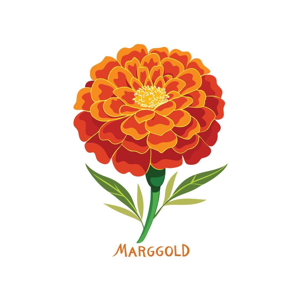 Elegant Tagetes Marigold Plant vector