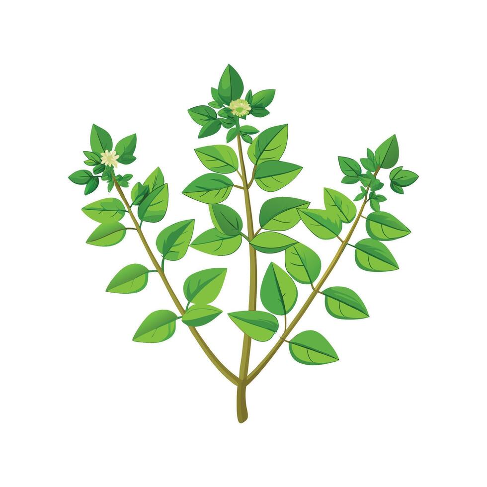 Elegant Marjoram Plant Design vector