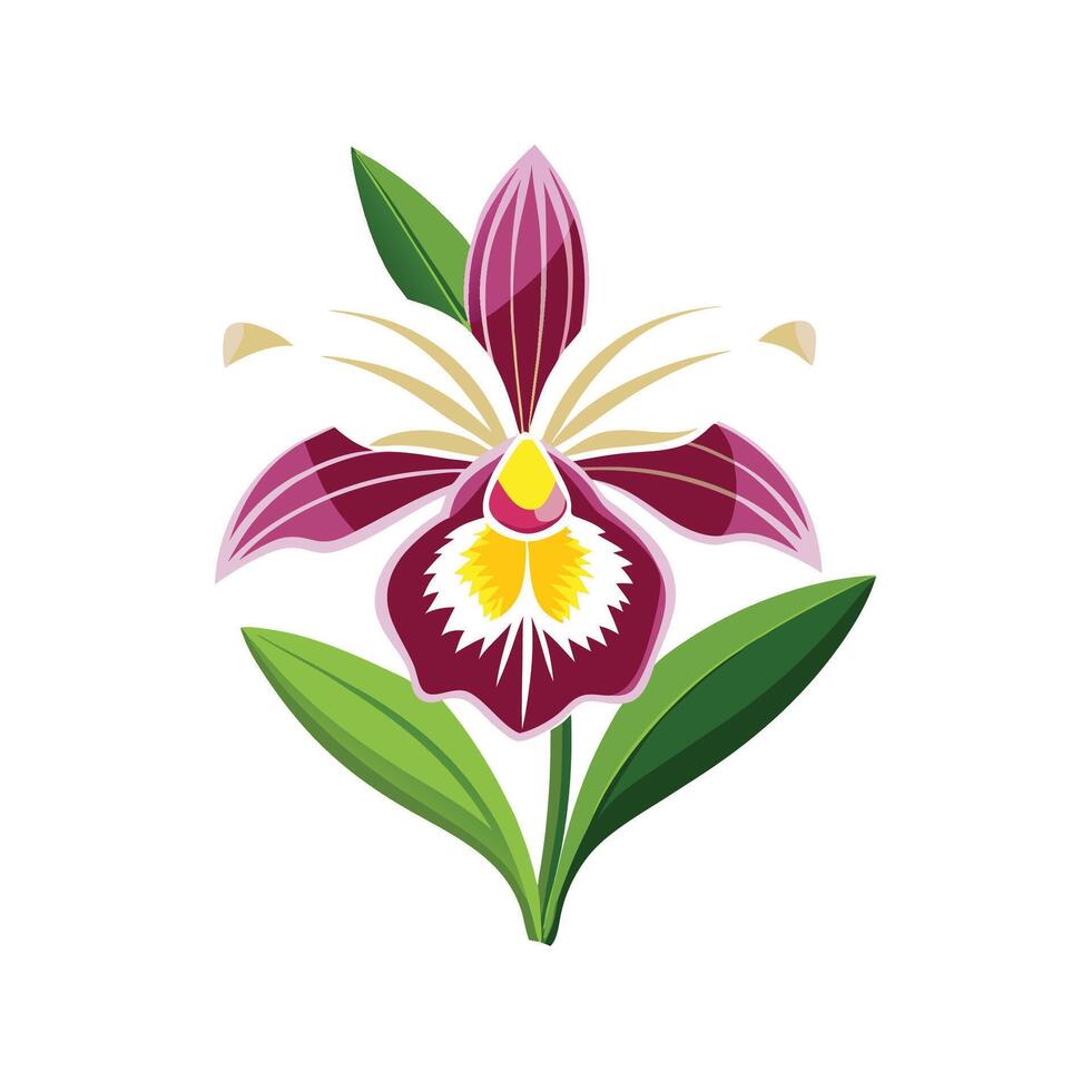 Miltonia Orchid Unique Artwork vector