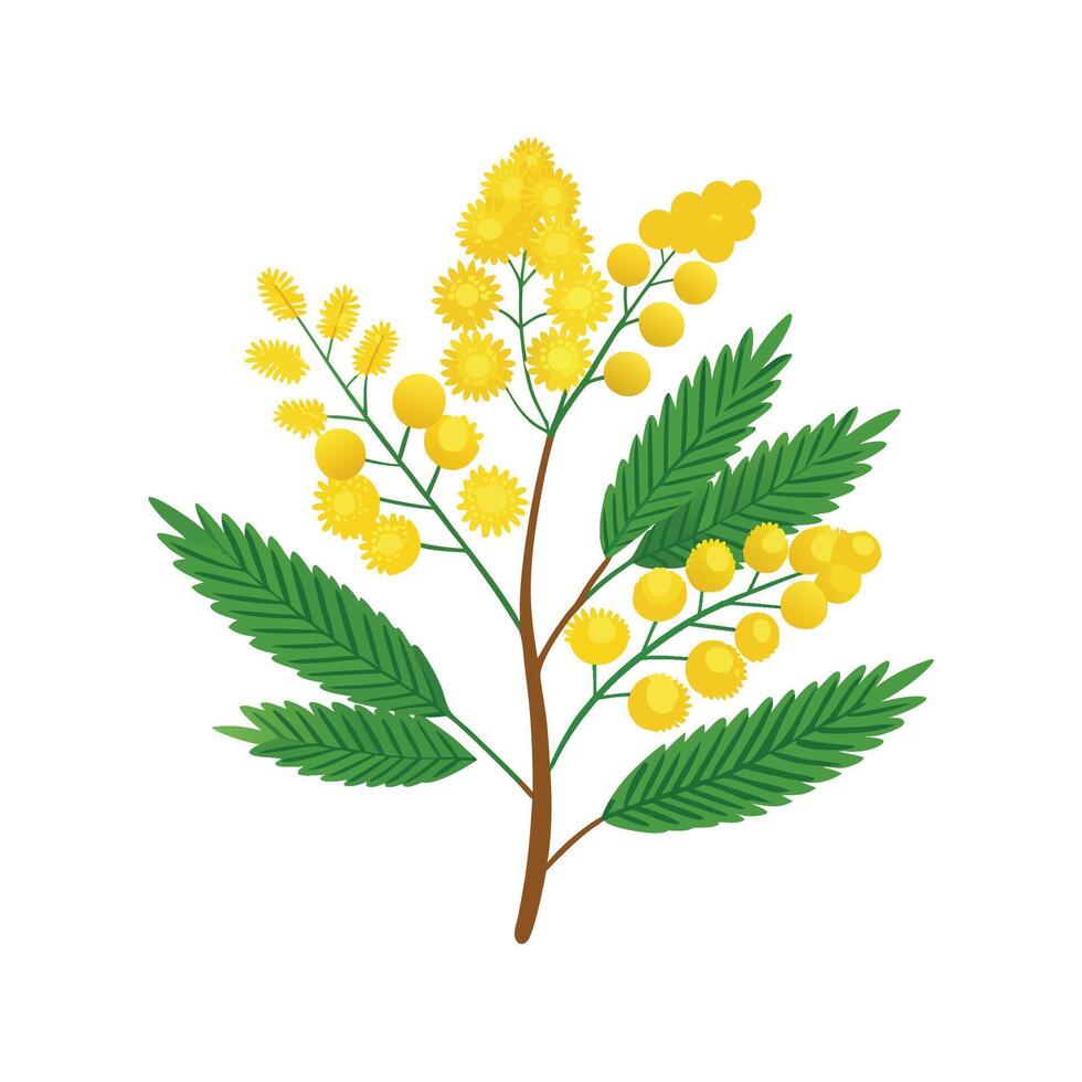 Stylish Mimosa Plant Artwork vector