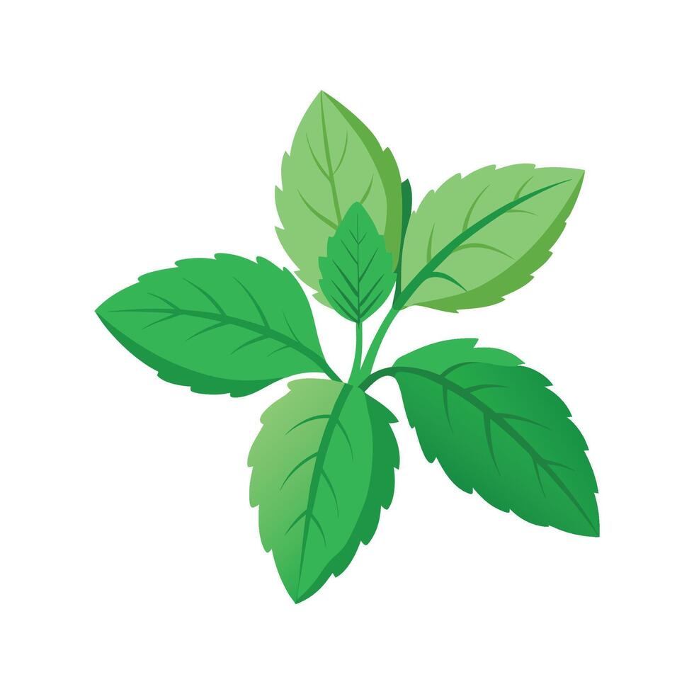Mint Plant Unique Design vector