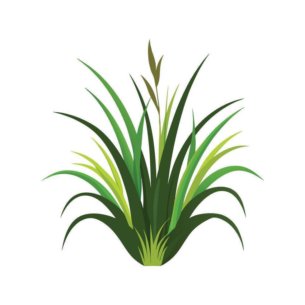Charming Monkey Grass for Lush Landscapes vector