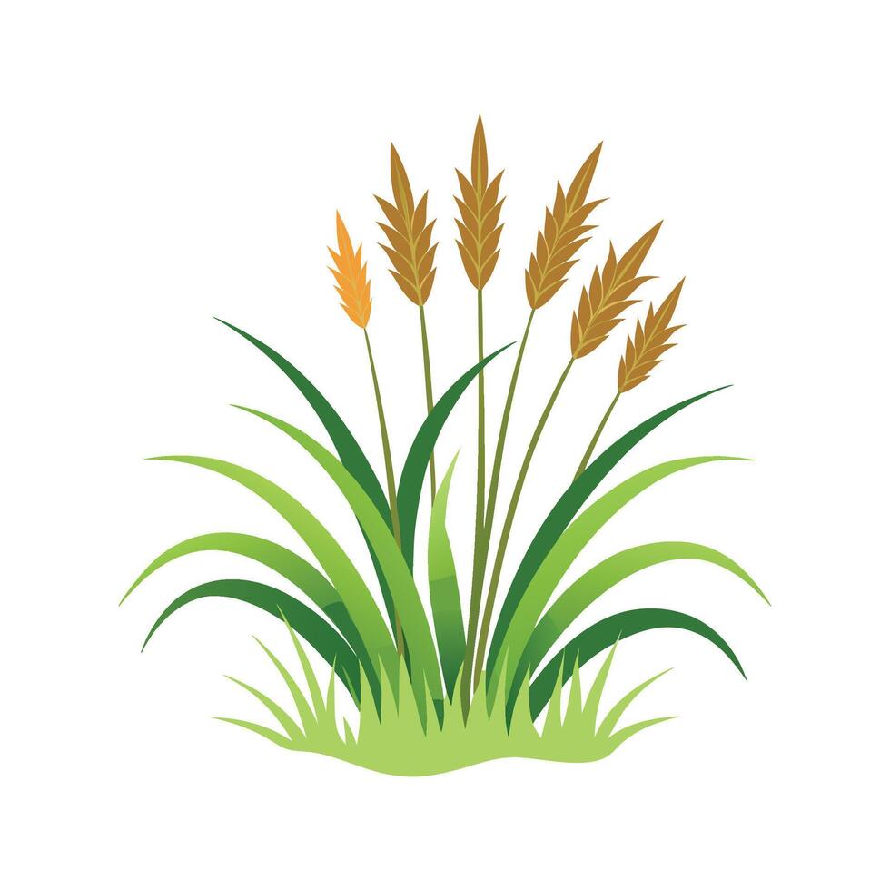 Nutritious Monkey Grass for Gardens vector