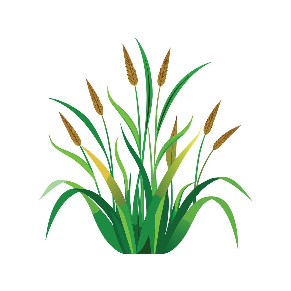 Elegant Monkey Grass for Indoor Use vector