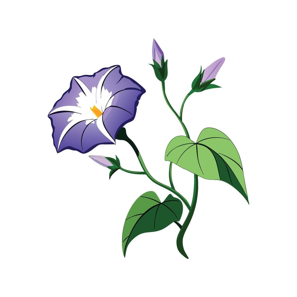 Stylish Ipomoea Moonflower Design vector