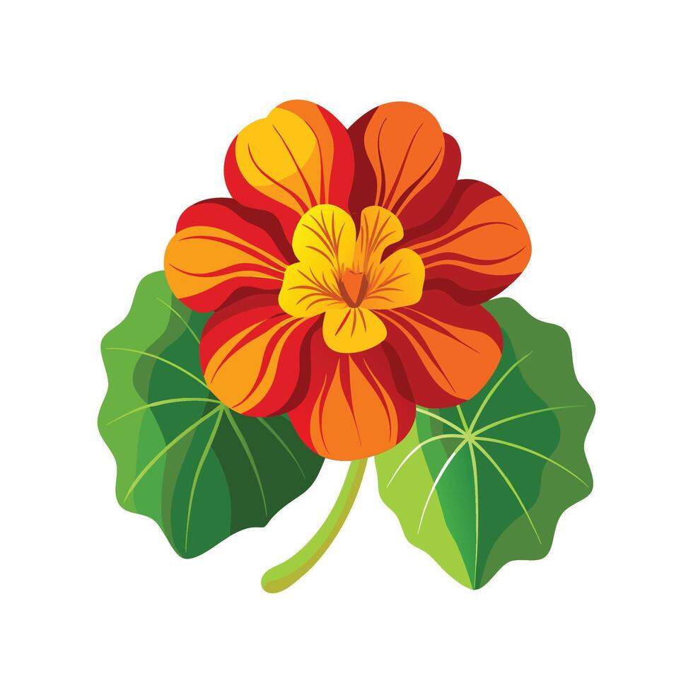 Charming Nasturtium Design for Spring Art vector