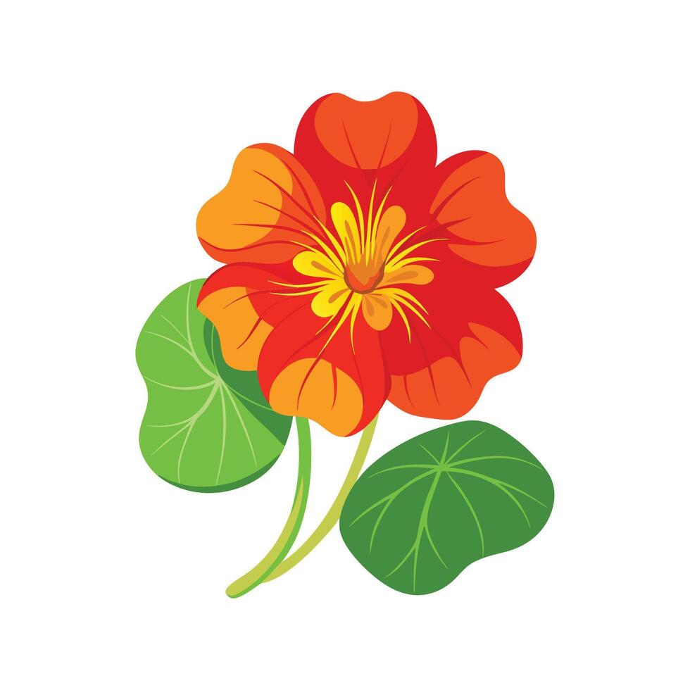 Beautiful Nasturtium for Nature Lovers vector