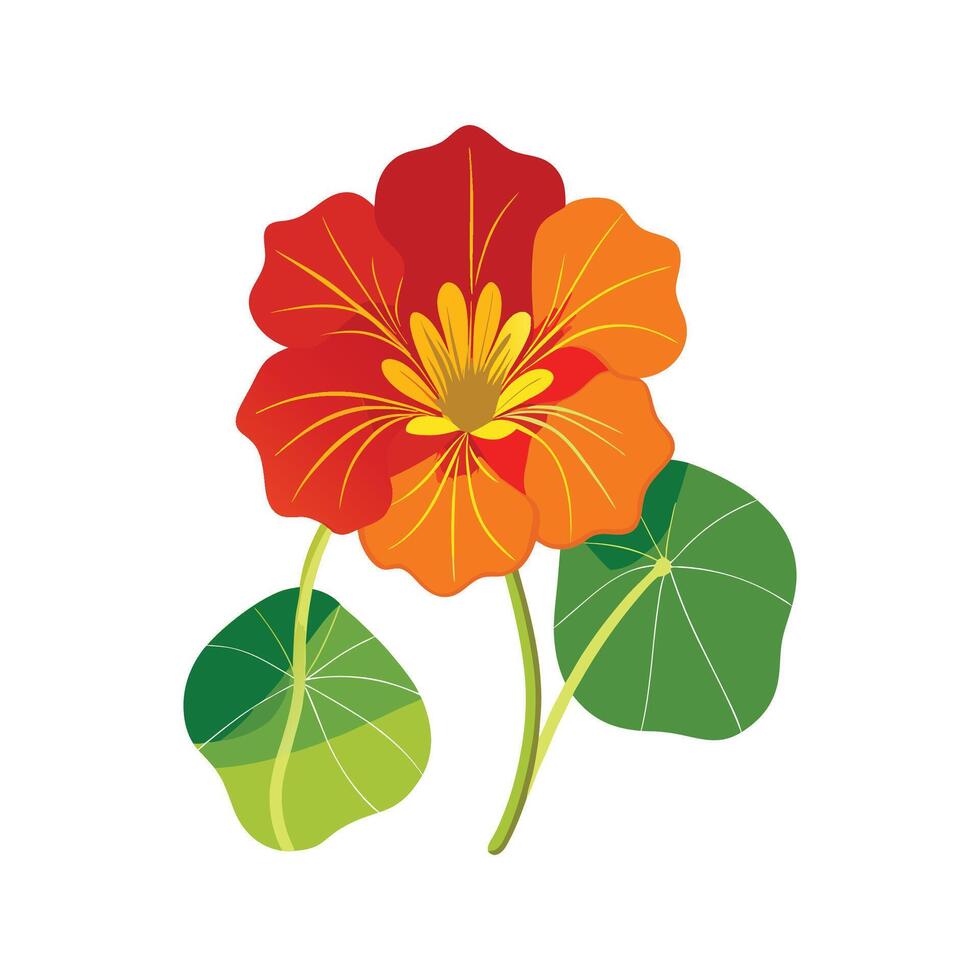 Elegant Nasturtium for Creative Graphic Art vector