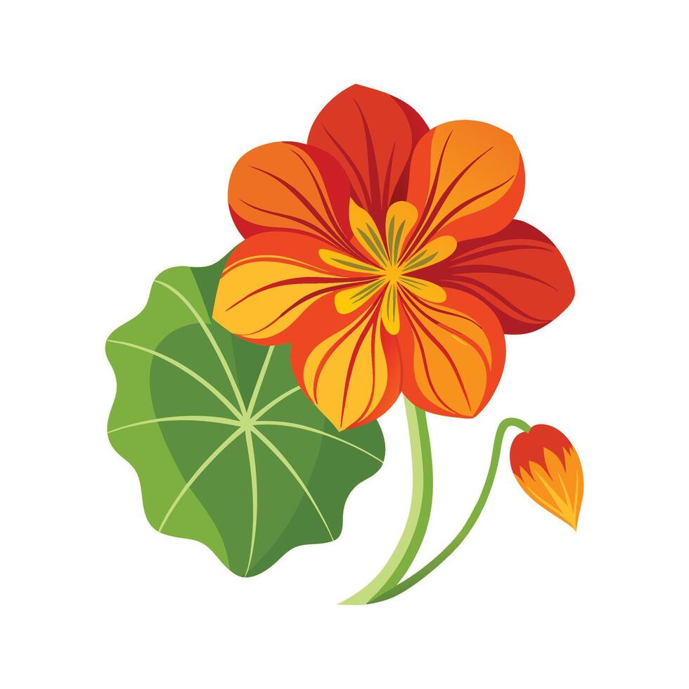 Stylish Nasturtium for Artistic Floral Projects vector
