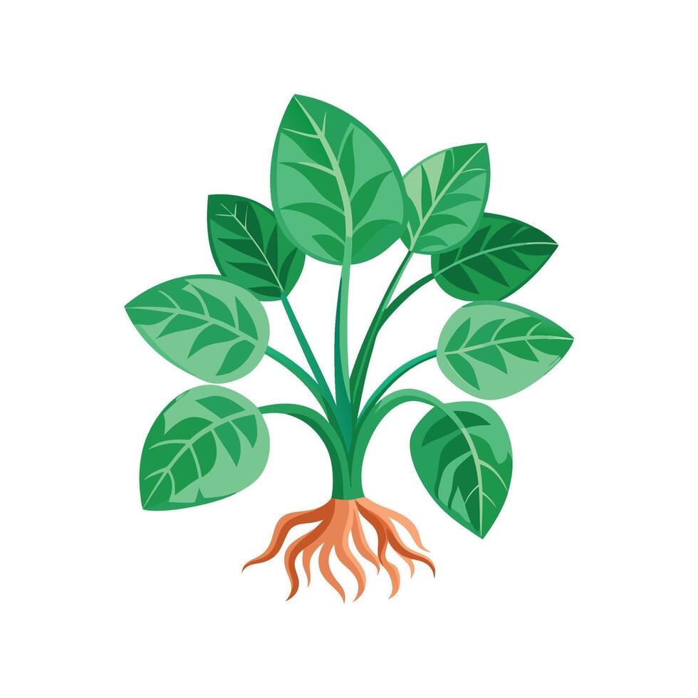 Nerve Plant Fittonia Unique Design vector