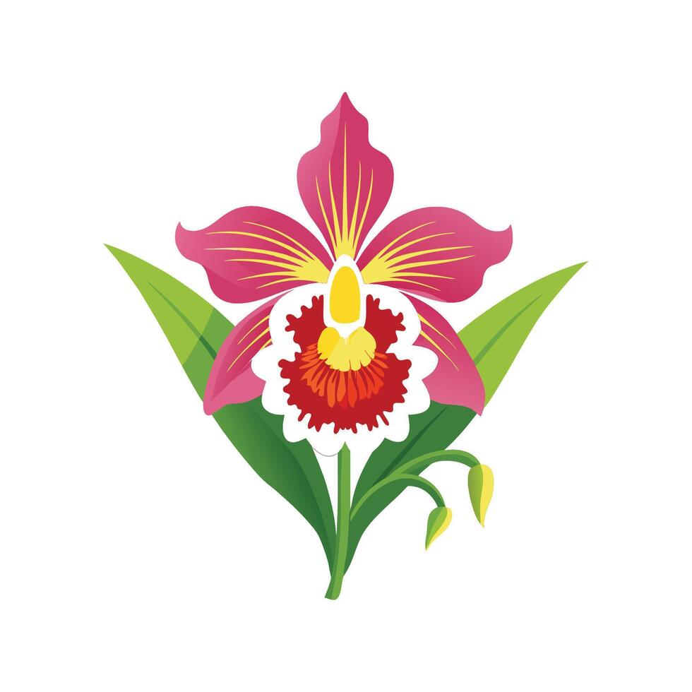 Elegant Oncidium Orchid Plant vector