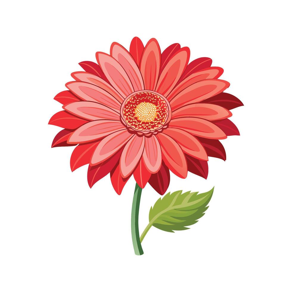 Elegant Opening Gerbera Flower for Decor vector