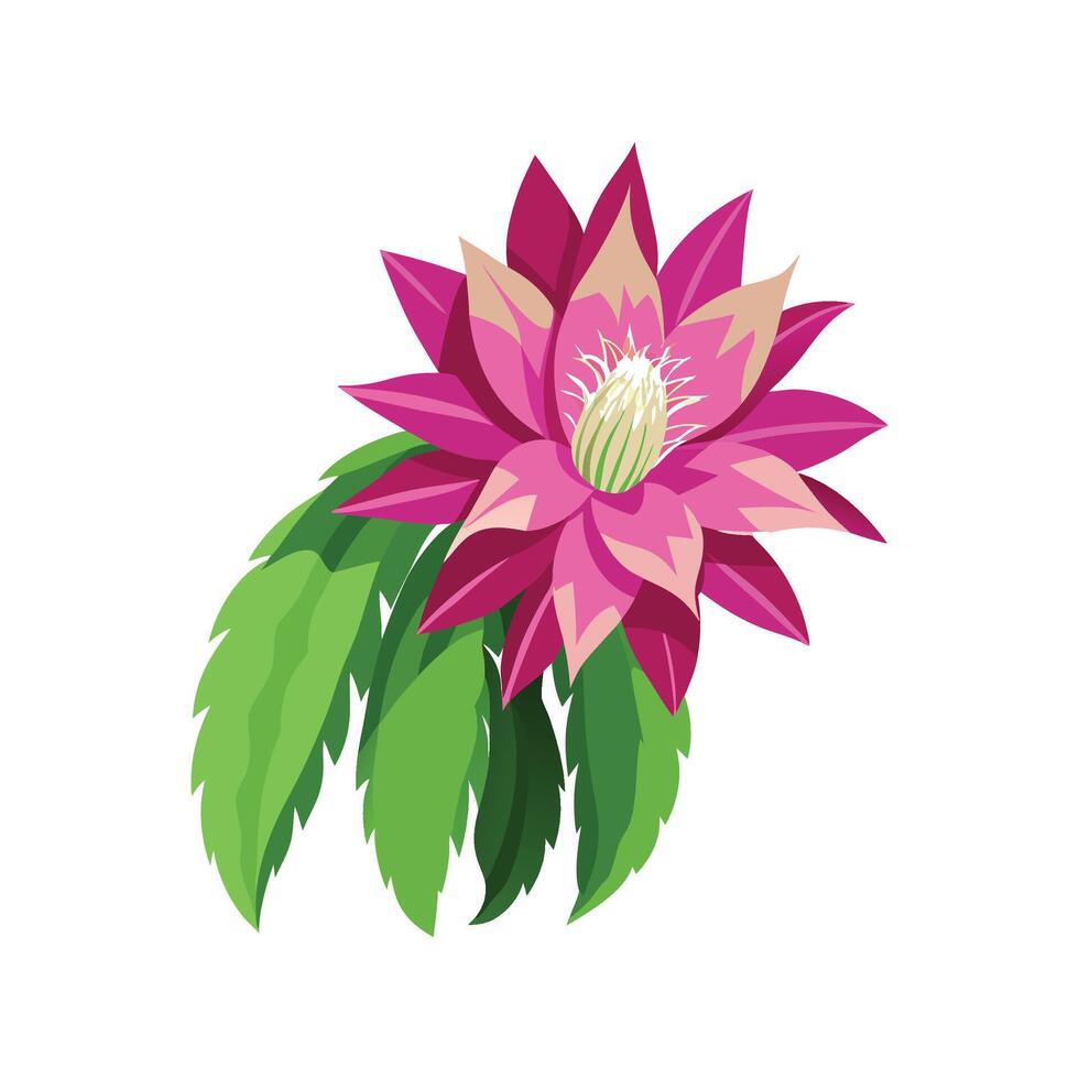 Stylish Epiphyllum Orchid Cactus vector
