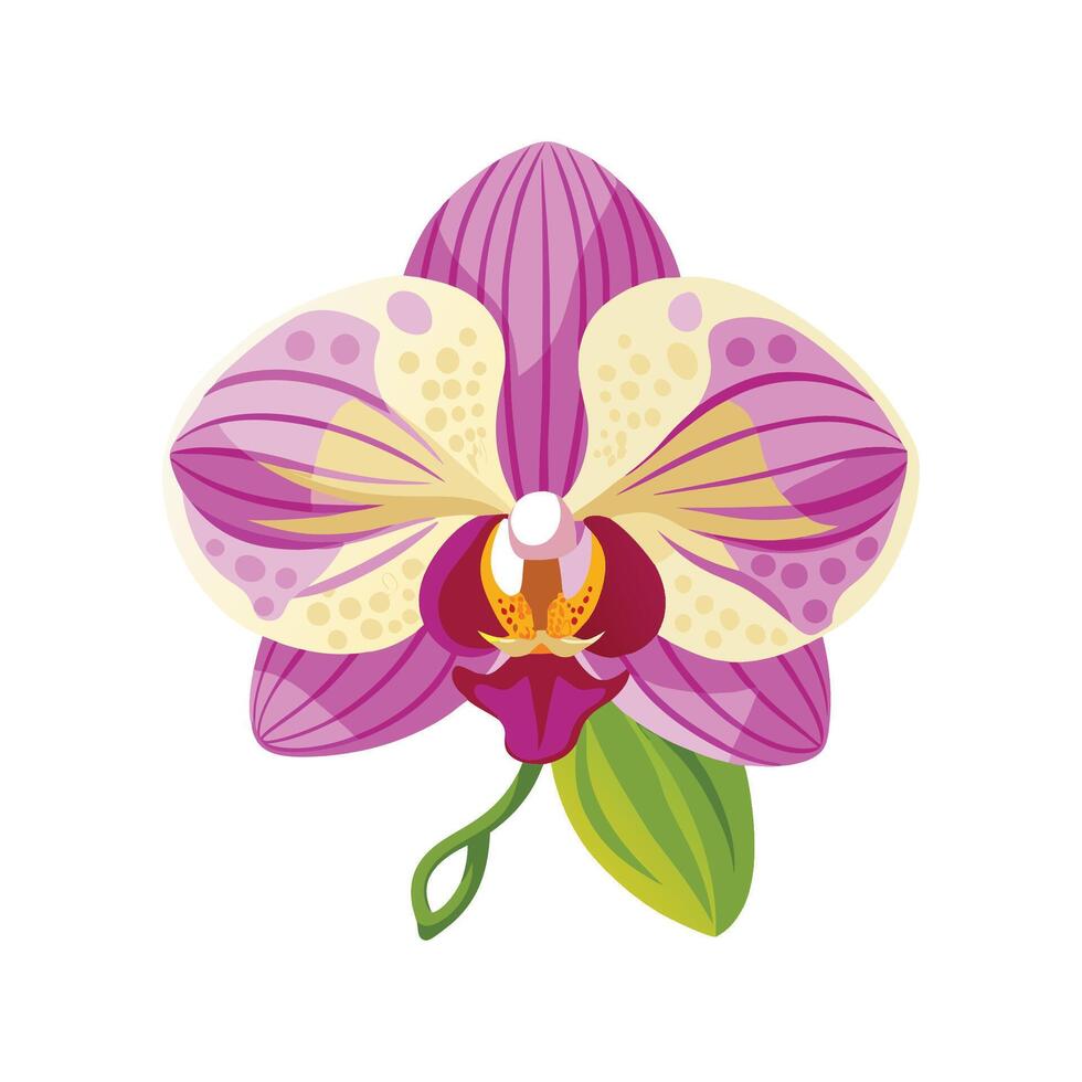 Elegant Phalaenopsis Orchid Artwork vector