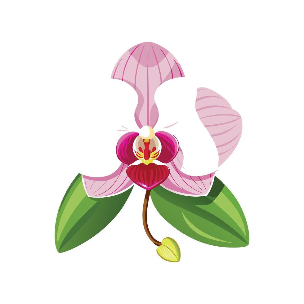 Stylish Phalaenopsis Orchid Design vector