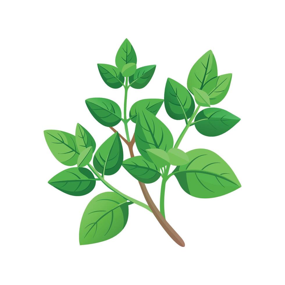 Oregano Plant Unique Artwork vector