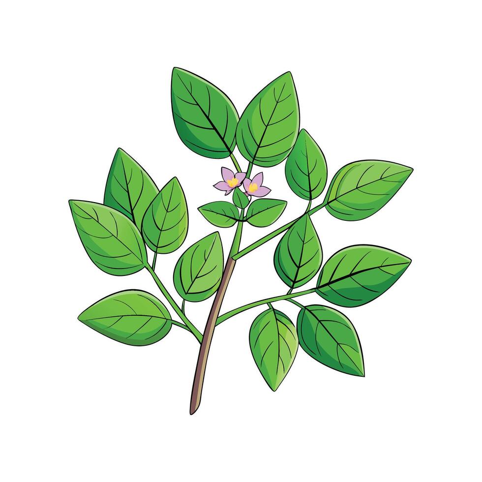 Elegant Oregano Plant Artwork vector