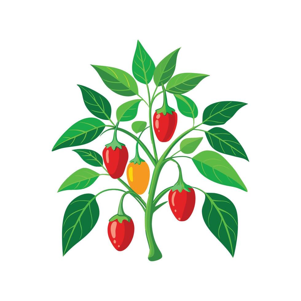 Elegant Capsicum Annuum Plant Design vector
