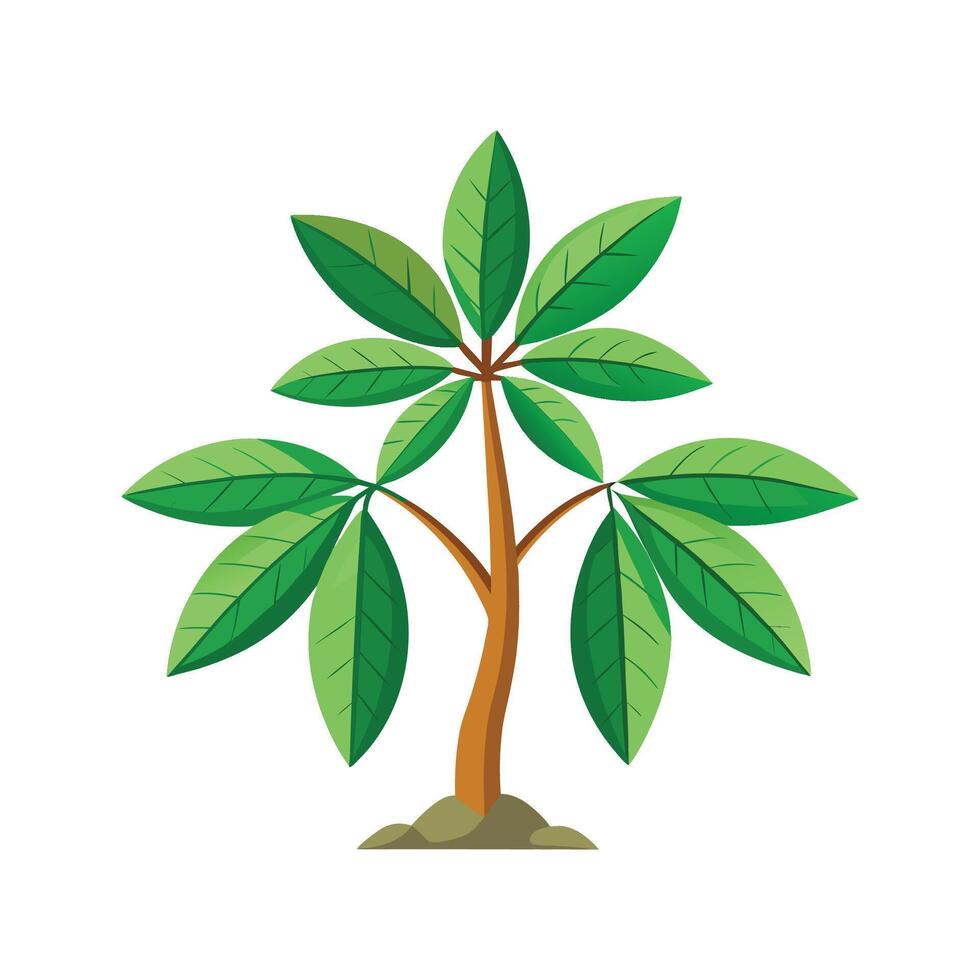 Elegant Pachira Aquatica Plant vector