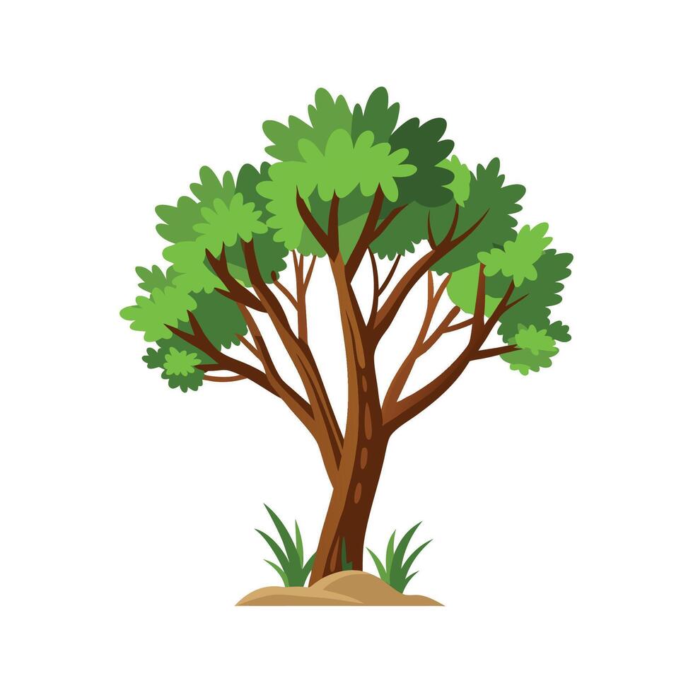 Elegant Palo Verde Tree Plant vector