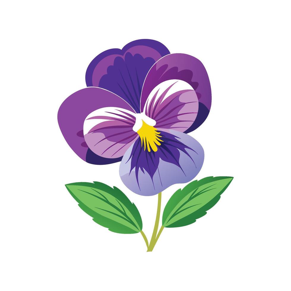 Elegant Pansy Viola for Colorful Gardens vector
