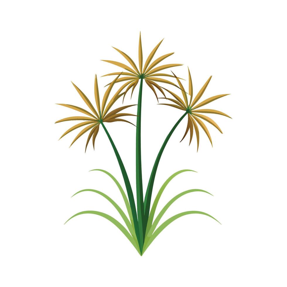 Stylish Papyrus Cyperus for Aquatic Gardens vector
