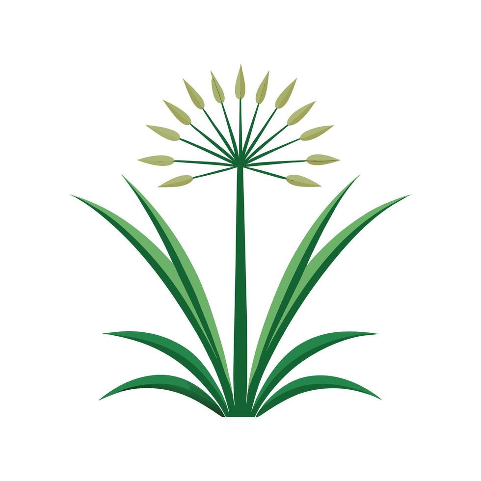 Elegant Cyperus Papyrus Plant vector