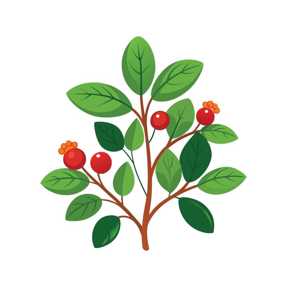 Nutritious Partridgeberry Mitchella Repens vector
