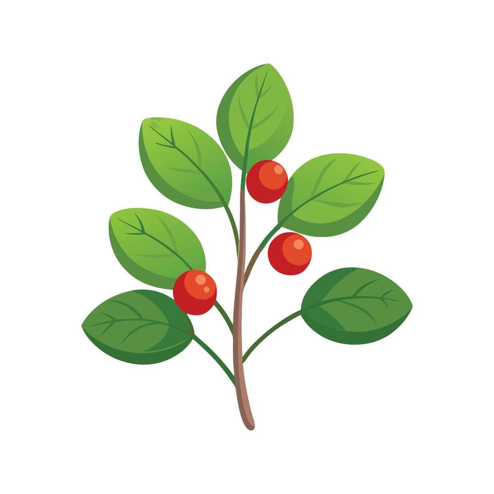 Elegant Partridgeberry Plant Design vector