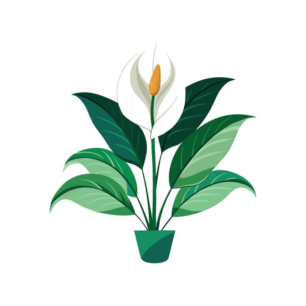 Charming Spathiphyllum Peace Lily Artwork vector