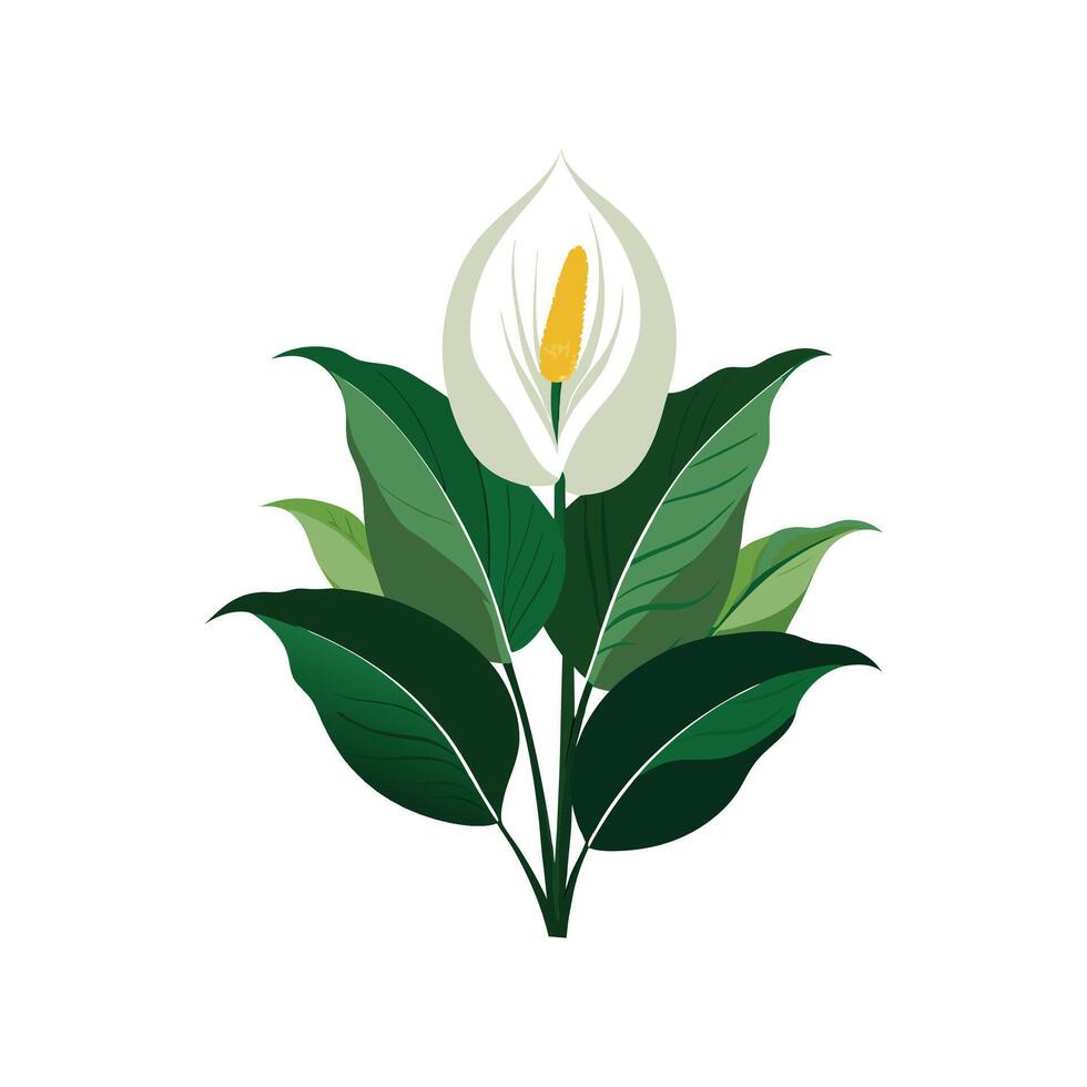 Elegant Peace Lily Spathiphyllum for Indoor Decor vector