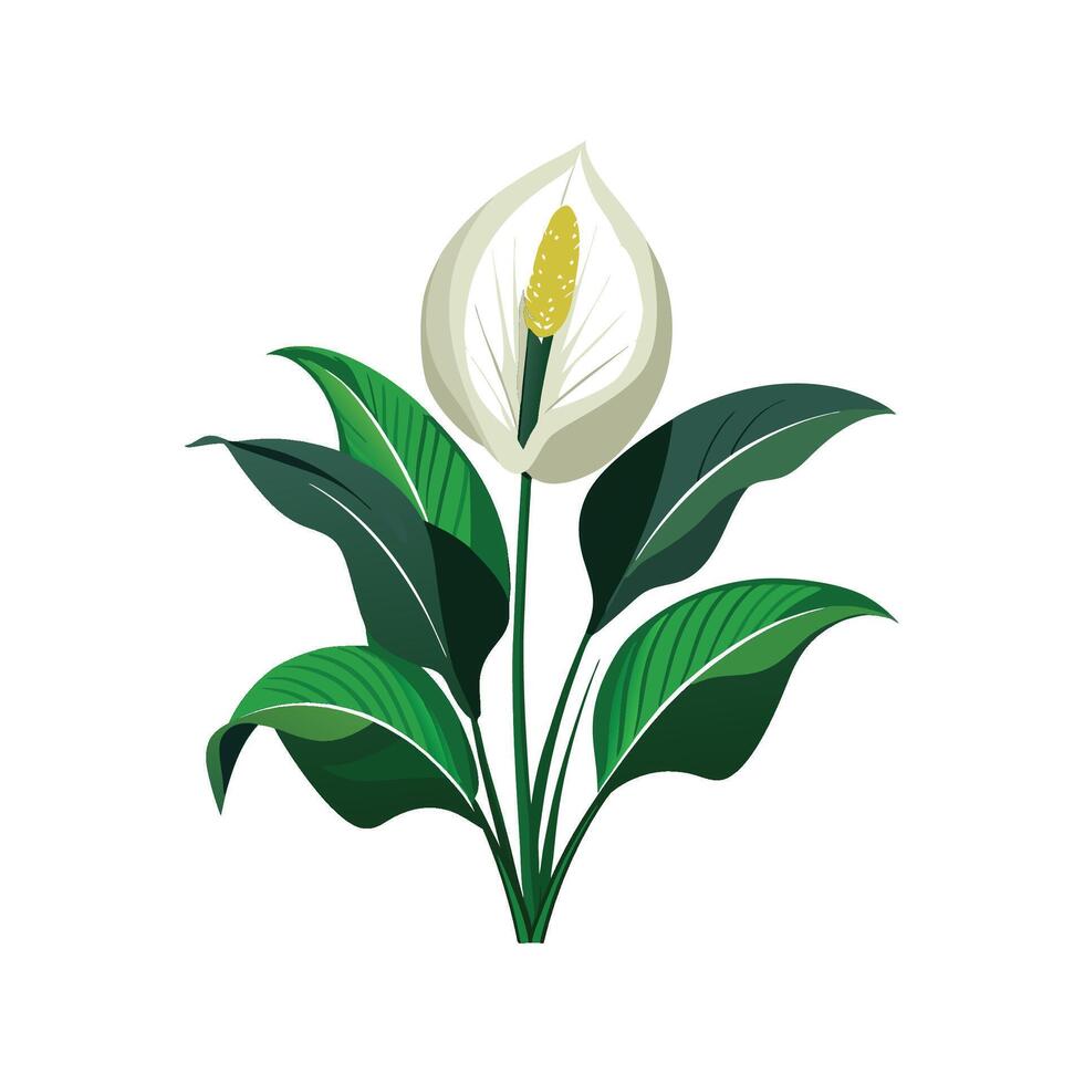 Charming Peace Lily Spathiphyllum for Colorful Spaces vector