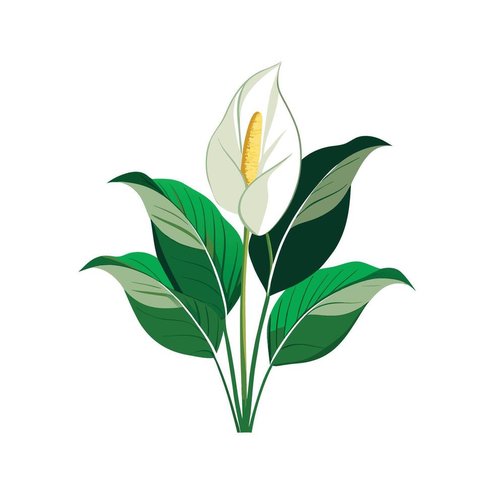 Nutritious Peace Lily Spathiphyllum for Healthy Living vector