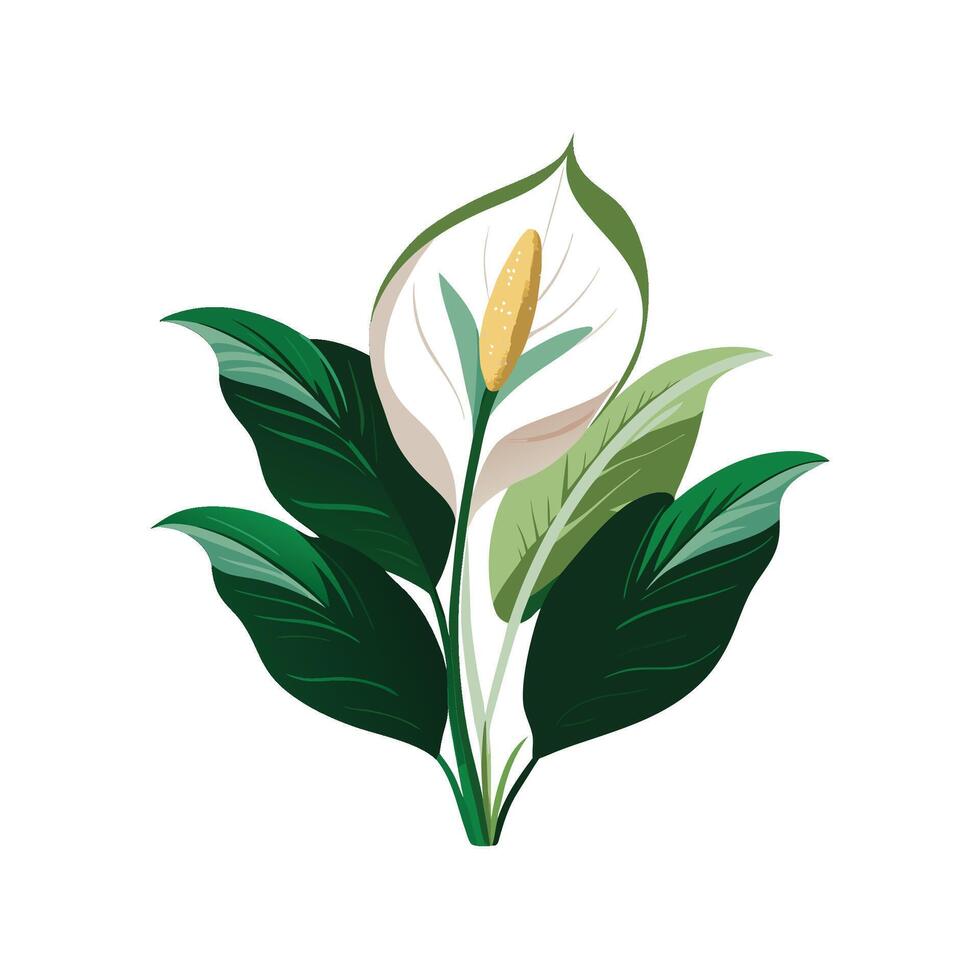 Stylish Peace Lily Spathiphyllum for Tropical Decor vector