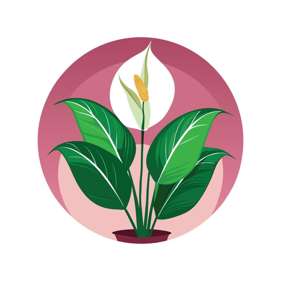 Stylish Spathiphyllum Peace Lily Artwork vector