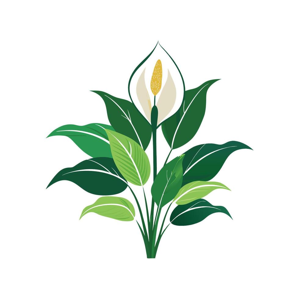 Vibrant Peace Lily Spathiphyllum for Home vector