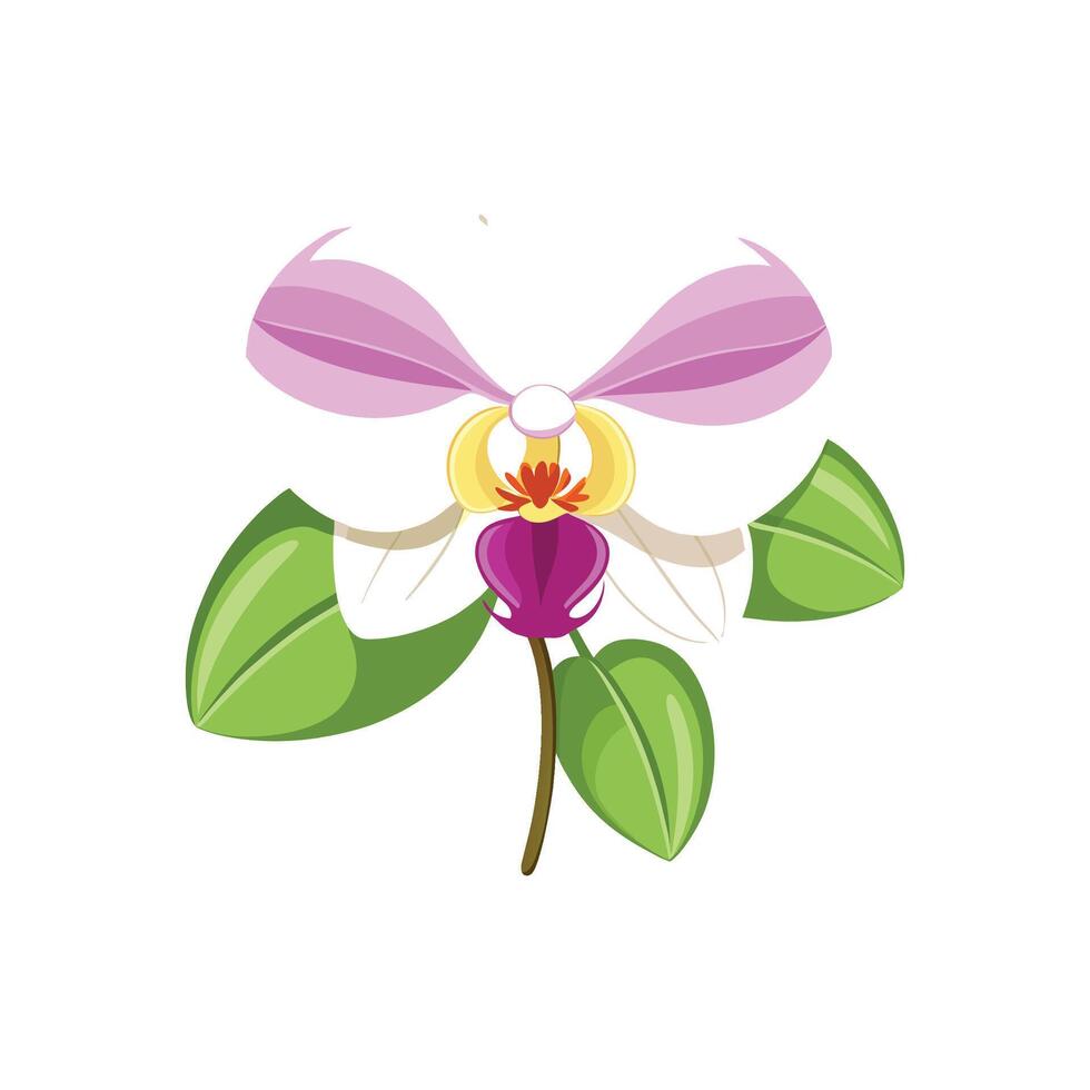 Stylish Phalaenopsis Plant vector