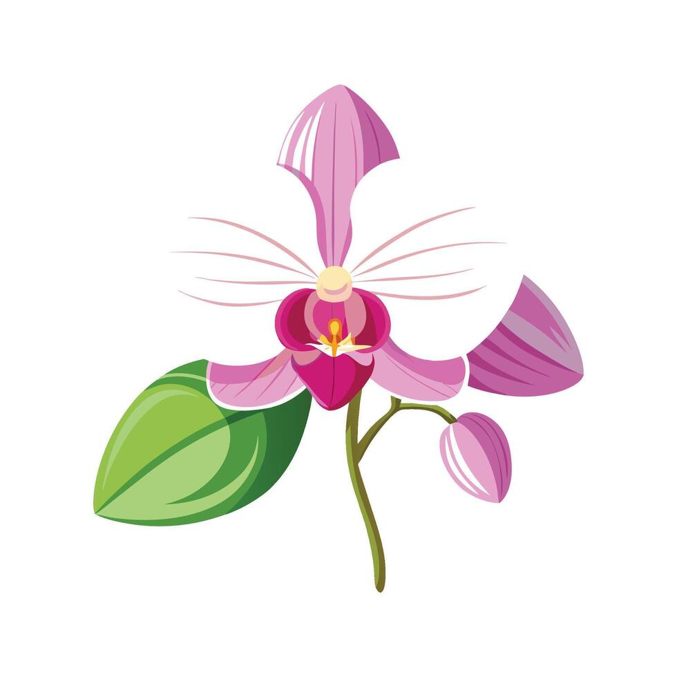 Elegant Phalaenopsis Orchid Plant vector