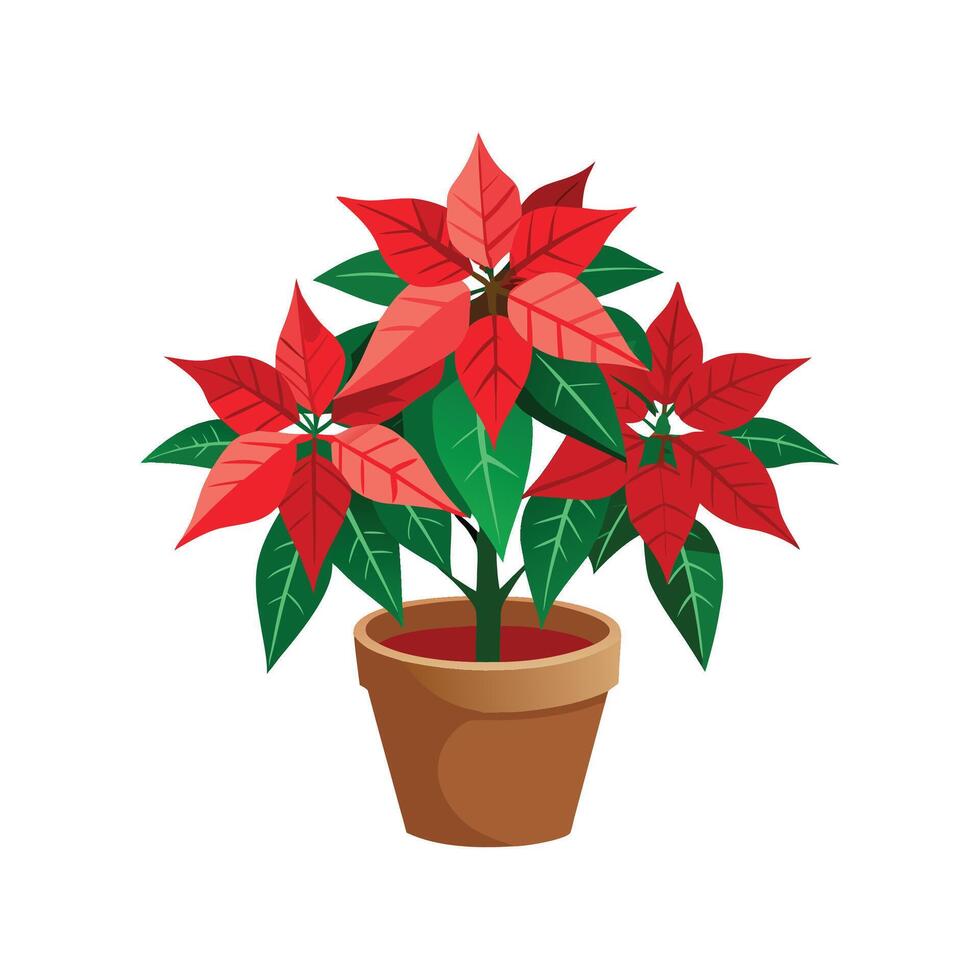 Stylish Poinsettia Plant Graphic vector