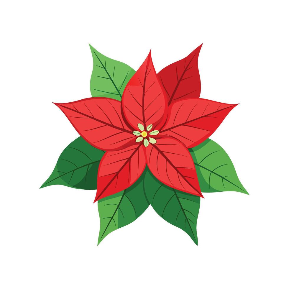 Vibrant Euphorbia Pulcherrima Flower Design vector
