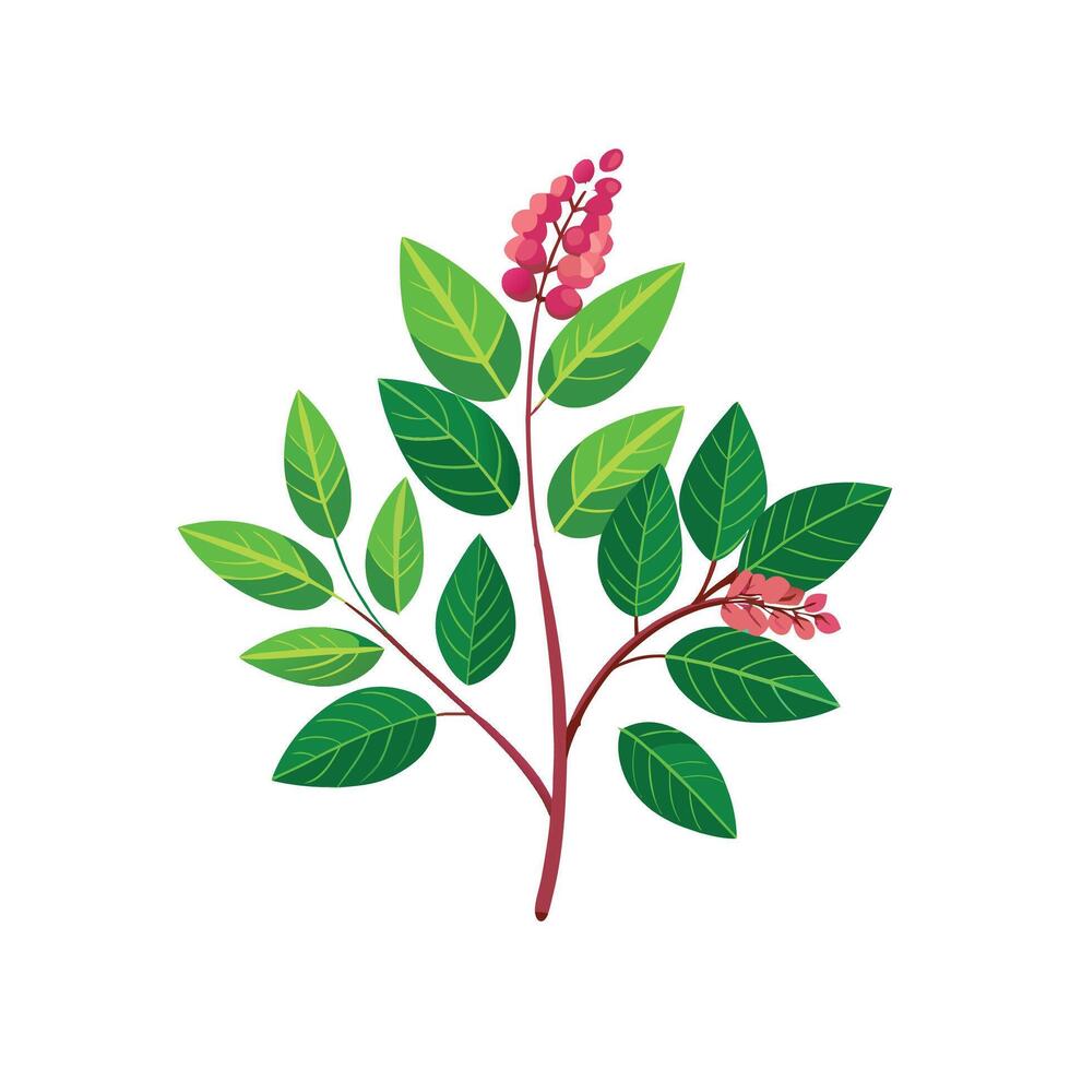Elegant Polyscias Leaf Design vector