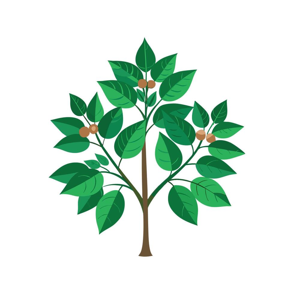 Charming Polyscias Plant Leaf Design vector